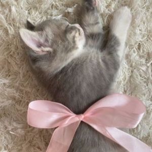 Meet your Posher, Addy